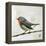 Robin on Wire-Angela Moulton-Framed Stretched Canvas