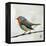 Robin on Wire-Angela Moulton-Framed Stretched Canvas