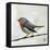 Robin on Wire-Angela Moulton-Framed Stretched Canvas