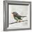 Robin on Wire-Angela Moulton-Framed Art Print