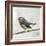 Robin on Wire-Angela Moulton-Framed Art Print