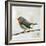 Robin on Wire-Angela Moulton-Framed Art Print