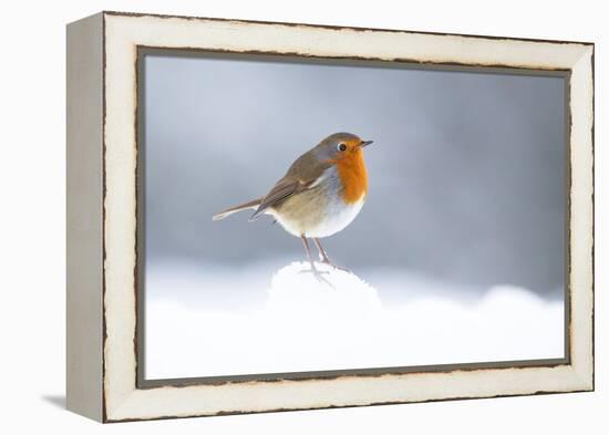 Robin perched in snow, Cairngorms, Scotland-null-Framed Premier Image Canvas