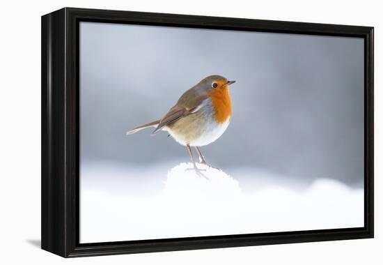 Robin perched in snow, Cairngorms, Scotland-null-Framed Premier Image Canvas