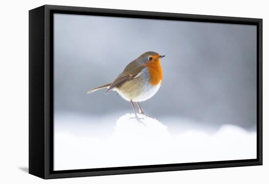 Robin perched in snow, Cairngorms, Scotland-null-Framed Premier Image Canvas