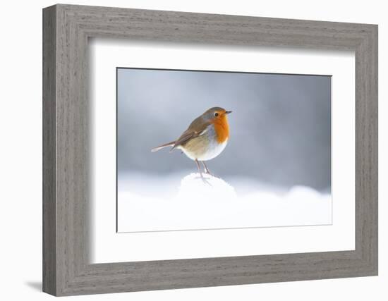 Robin perched in snow, Cairngorms, Scotland-null-Framed Photographic Print