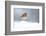 Robin perched in snow, Cairngorms, Scotland-null-Framed Photographic Print