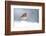 Robin perched in snow, Cairngorms, Scotland-null-Framed Photographic Print