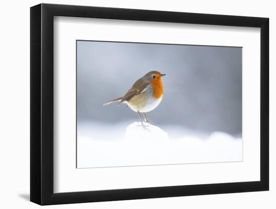 Robin perched in snow, Cairngorms, Scotland-null-Framed Photographic Print