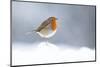 Robin perched in snow, Cairngorms, Scotland-null-Mounted Photographic Print