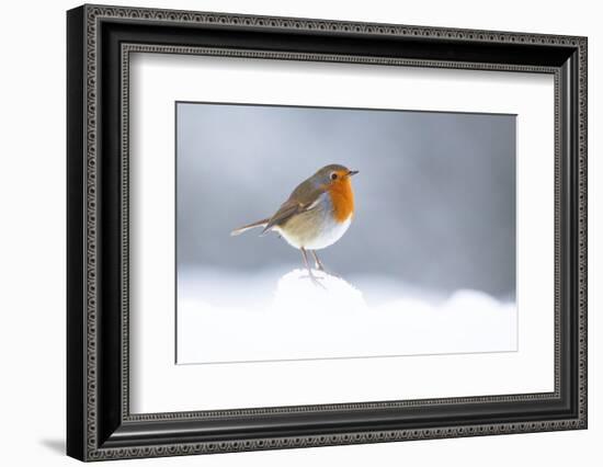 Robin perched in snow, Cairngorms, Scotland-null-Framed Photographic Print