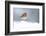 Robin perched in snow, Cairngorms, Scotland-null-Framed Photographic Print