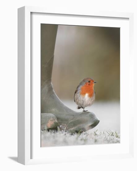 Robin Perched on Boot, UK-T.j. Rich-Framed Photographic Print