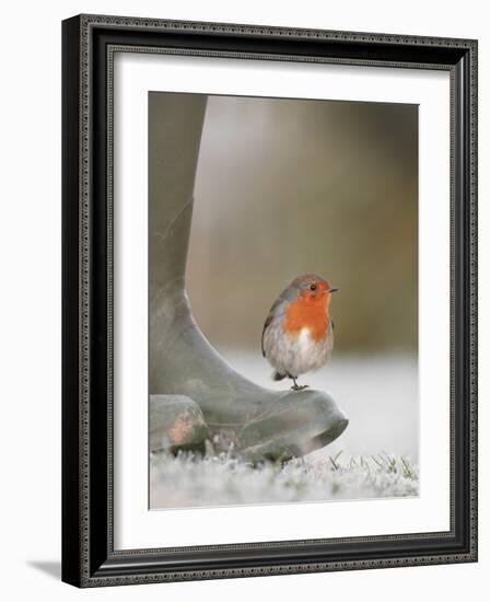 Robin Perched on Boot, UK-T.j. Rich-Framed Photographic Print