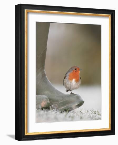 Robin Perched on Boot, UK-T.j. Rich-Framed Photographic Print