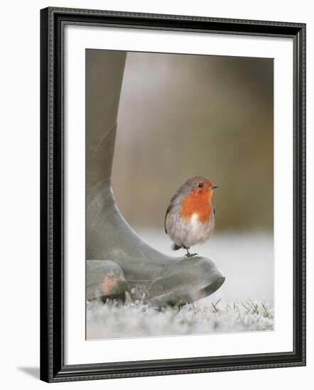 Robin Perched on Boot, UK-T.j. Rich-Framed Photographic Print