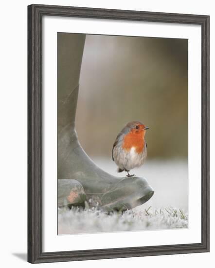 Robin Perched on Boot, UK-T.j. Rich-Framed Photographic Print