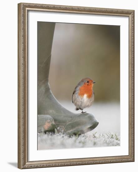 Robin Perched on Boot, UK-T.j. Rich-Framed Photographic Print