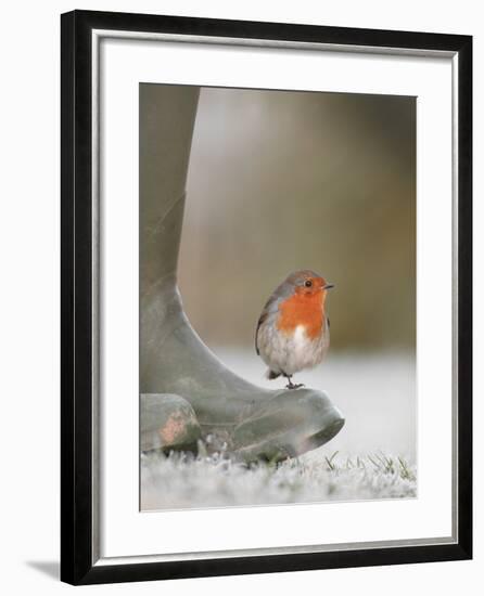 Robin Perched on Boot, UK-T.j. Rich-Framed Photographic Print