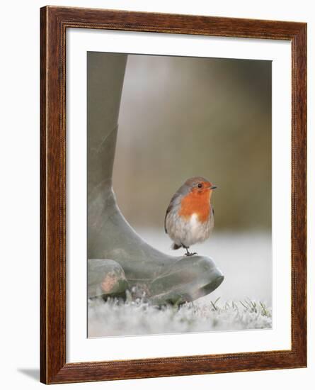 Robin Perched on Boot, UK-T.j. Rich-Framed Photographic Print