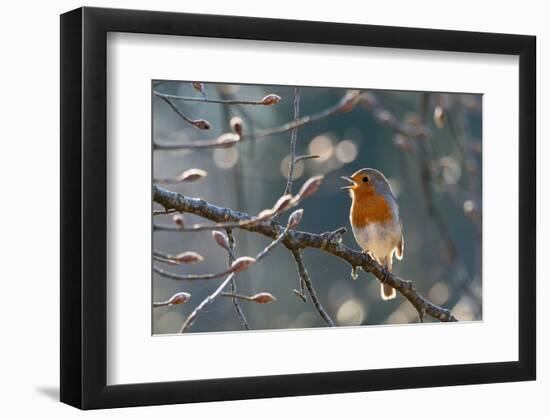 Robin perched on branch singing in spring , Bavaria, Germany-Konrad Wothe-Framed Photographic Print