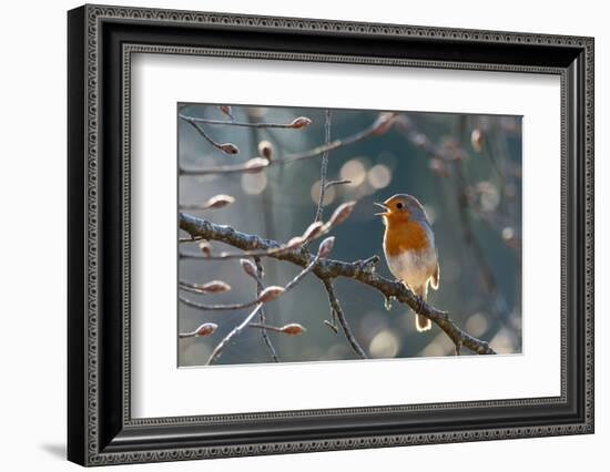 Robin perched on branch singing in spring , Bavaria, Germany-Konrad Wothe-Framed Photographic Print