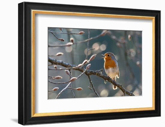 Robin perched on branch singing in spring , Bavaria, Germany-Konrad Wothe-Framed Photographic Print