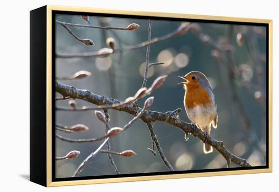 Robin perched on branch singing in spring , Bavaria, Germany-Konrad Wothe-Framed Premier Image Canvas