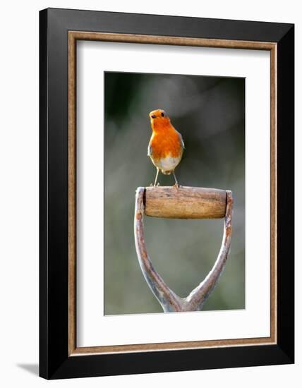 Robin perched on garden spade handle, UK-Colin Varndell-Framed Photographic Print