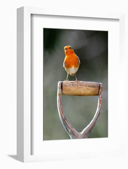 Robin perched on garden spade handle, UK-Colin Varndell-Framed Photographic Print