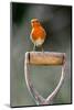 Robin perched on garden spade handle, UK-Colin Varndell-Mounted Photographic Print