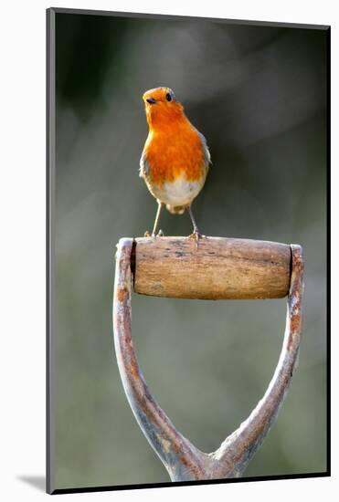 Robin perched on garden spade handle, UK-Colin Varndell-Mounted Photographic Print