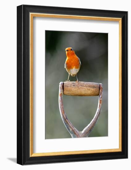 Robin perched on garden spade handle, UK-Colin Varndell-Framed Photographic Print