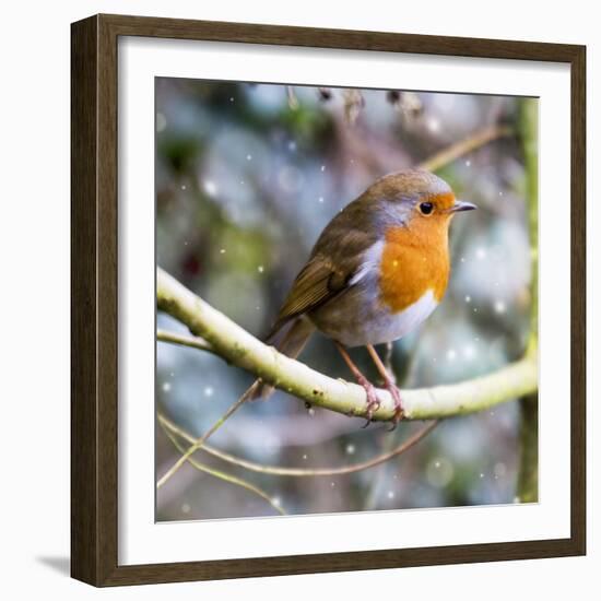 Robin Perched on Willow Branch Slimbridge-null-Framed Photographic Print