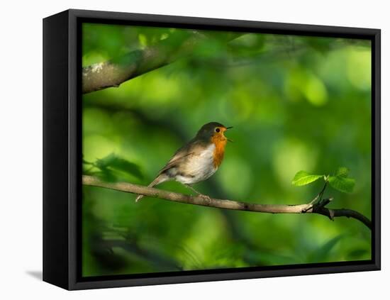 Robin perching on a branch, Germany-Konrad Wothe-Framed Premier Image Canvas