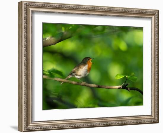 Robin perching on a branch, Germany-Konrad Wothe-Framed Photographic Print