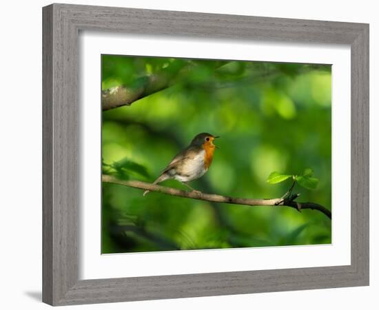 Robin perching on a branch, Germany-Konrad Wothe-Framed Photographic Print