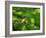 Robin perching on a branch, Germany-Konrad Wothe-Framed Photographic Print