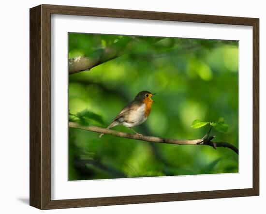 Robin perching on a branch, Germany-Konrad Wothe-Framed Photographic Print