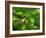 Robin perching on a branch, Germany-Konrad Wothe-Framed Photographic Print