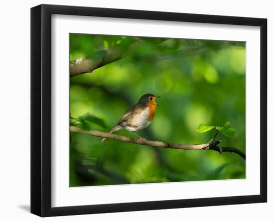 Robin perching on a branch, Germany-Konrad Wothe-Framed Photographic Print