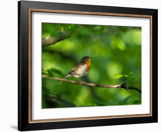 Robin perching on a branch, Germany-Konrad Wothe-Framed Photographic Print