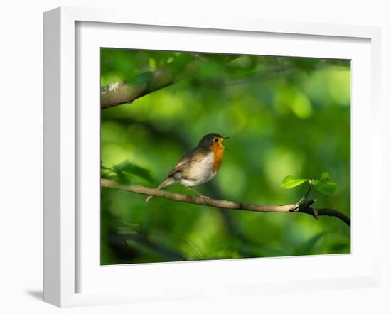 Robin perching on a branch, Germany-Konrad Wothe-Framed Photographic Print