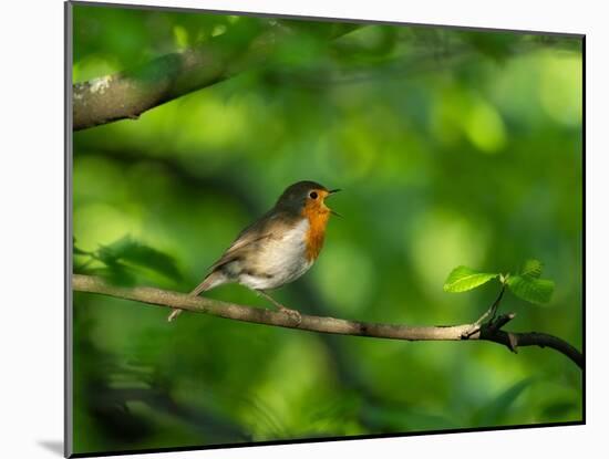 Robin perching on a branch, Germany-Konrad Wothe-Mounted Photographic Print