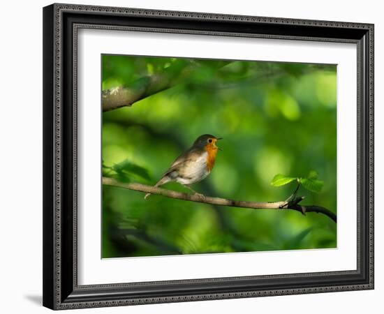 Robin perching on a branch, Germany-Konrad Wothe-Framed Photographic Print