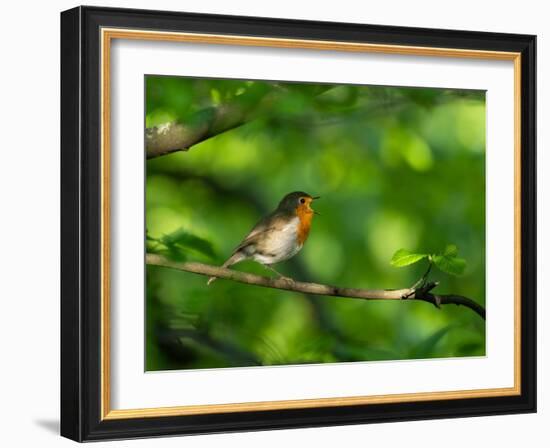 Robin perching on a branch, Germany-Konrad Wothe-Framed Photographic Print