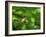 Robin perching on a branch, Germany-Konrad Wothe-Framed Photographic Print