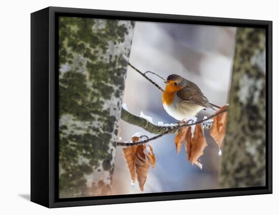 Robin perching on an icy branch, Germany-Konrad Wothe-Framed Premier Image Canvas