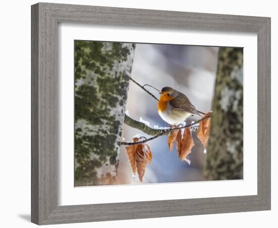 Robin perching on an icy branch, Germany-Konrad Wothe-Framed Photographic Print