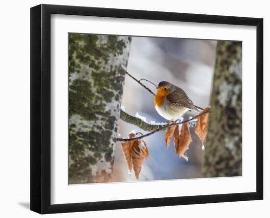 Robin perching on an icy branch, Germany-Konrad Wothe-Framed Photographic Print